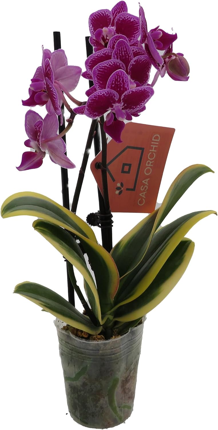 Surprise Moth Orchid Plant - Phalaenopsis - 4" Pot - Easy House Plant