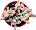 Live Succulent Plants (Cotyledon Orbiculata cv. Long Leaf Variegated), Easy Care Potted Succulents, Approx 4" D x 4" H, Indoor Houseplant, Unique Gifts, Home Office Décor