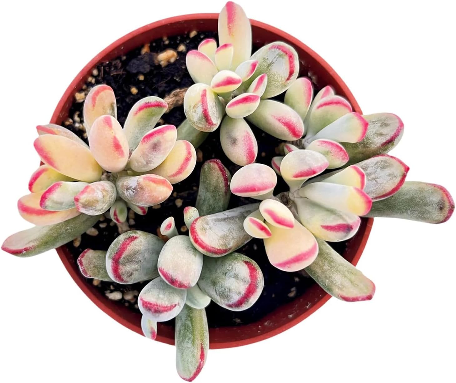 Live Succulent Plants (Cotyledon Orbiculata cv. Long Leaf Variegated), Easy Care Potted Succulents, Approx 4" D x 4" H, Indoor Houseplant, Unique Gifts, Home Office Décor