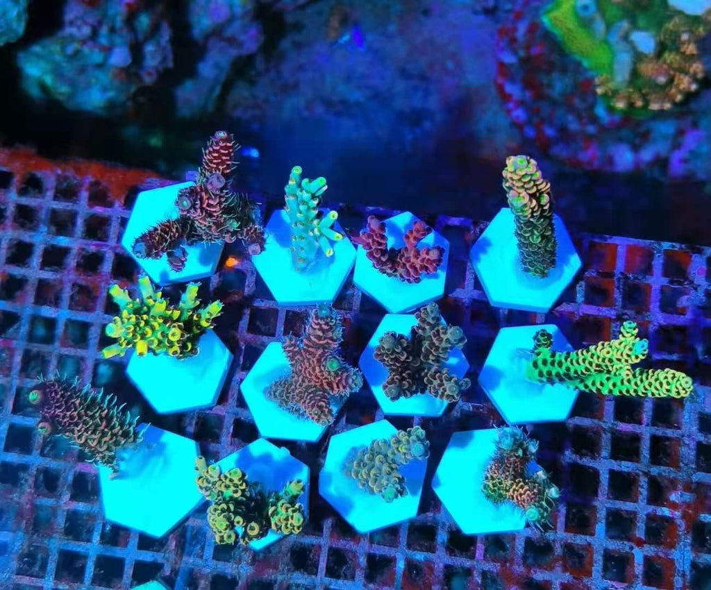 Ceramic White Coral Frag Plugs Base, Round/Hexagon 50mm, 12pcs