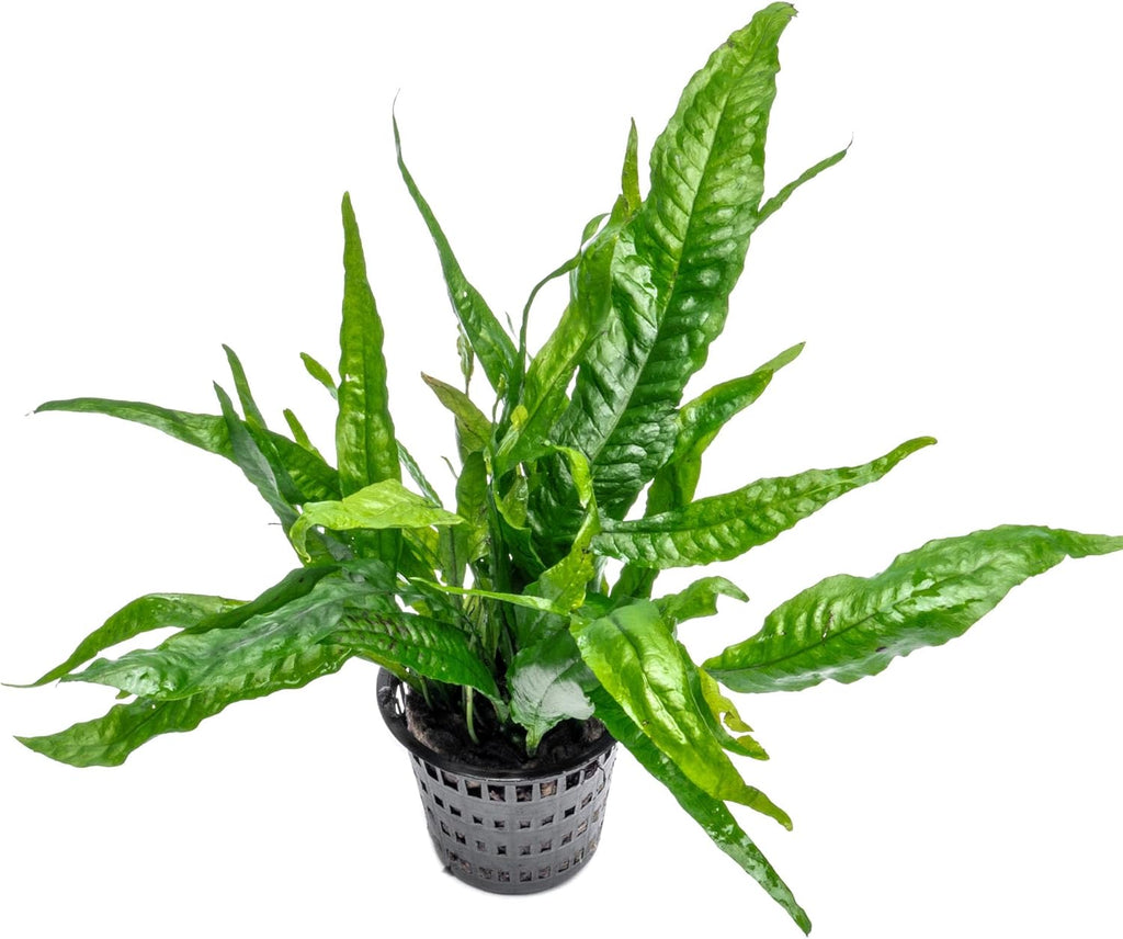 SubstrateSource Live Plants - Java Fern (Microsorum pteropus) - Low to Medium Light Aquarium Display, Bright Green Accent, Midground Aquascaping, Freshwater Rhizome Aquatic Plant - Pot