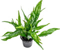 SubstrateSource Live Plants - Java Fern (Microsorum pteropus) - Low to Medium Light Aquarium Display, Bright Green Accent, Midground Aquascaping, Freshwater Rhizome Aquatic Plant - Pot