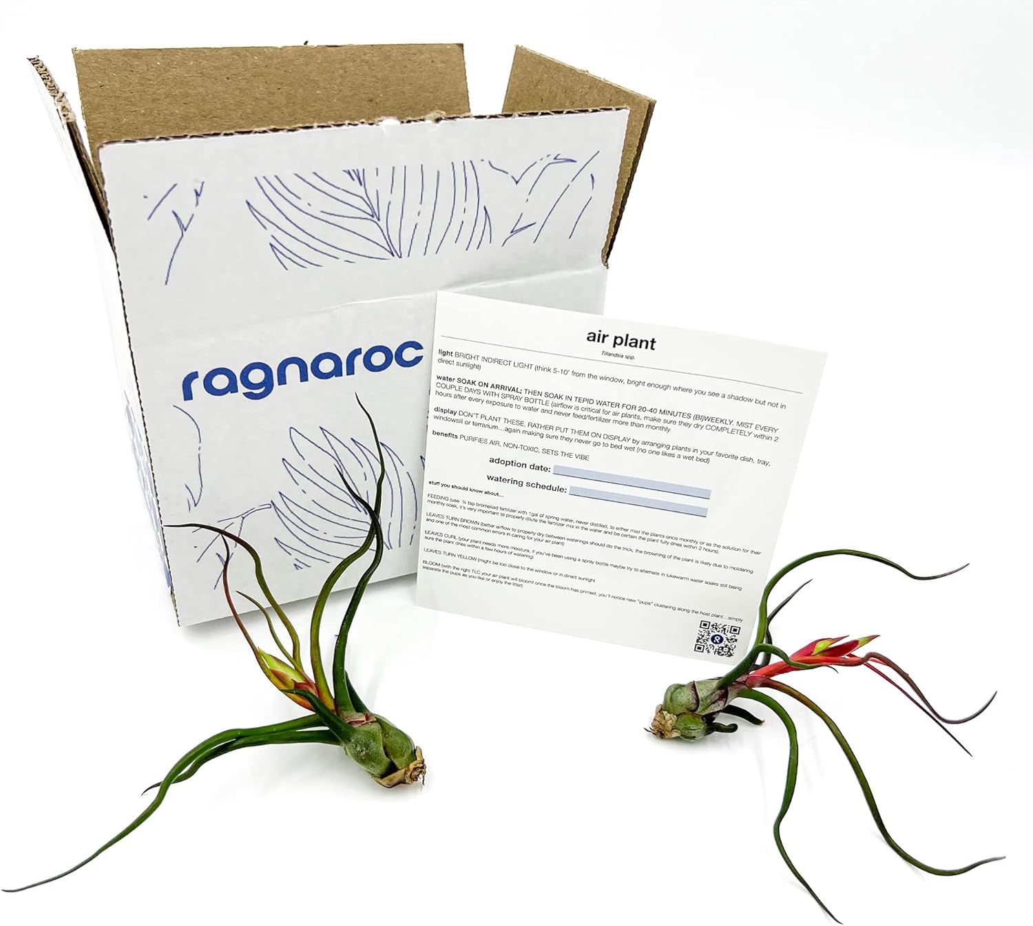 ragnaroc Air Plants - Flowering Tillandsia Bulbosa Guatemala, Large 3-5" - 2ct - Live Arrival Guaranteed - House Plants for Home Decor & Gift