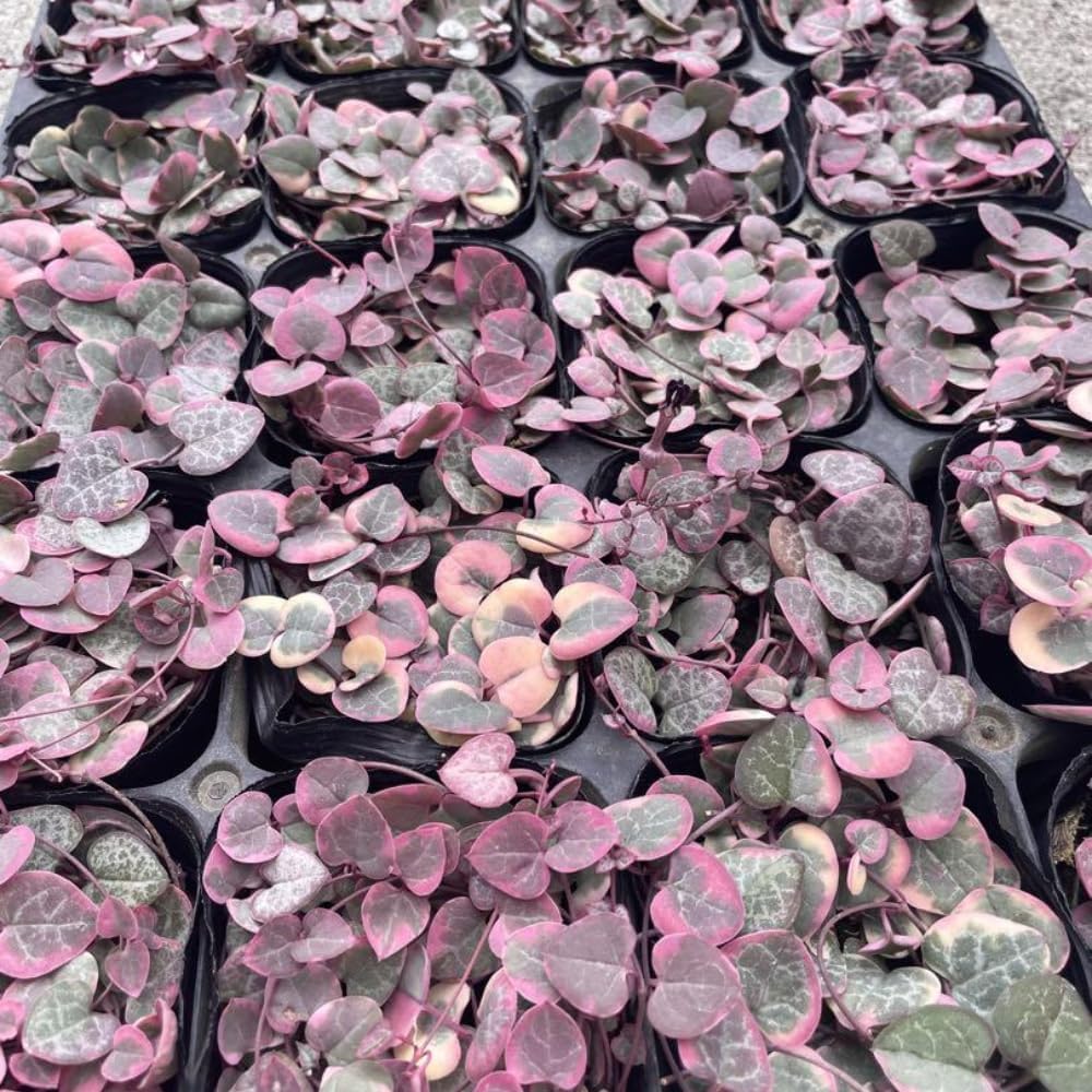 Variegated String of Hearts Plant Live, Ceropegia Woodii Variegated String of Hearts, Succulent Plants Live Houseplants (4 Inch Pot)