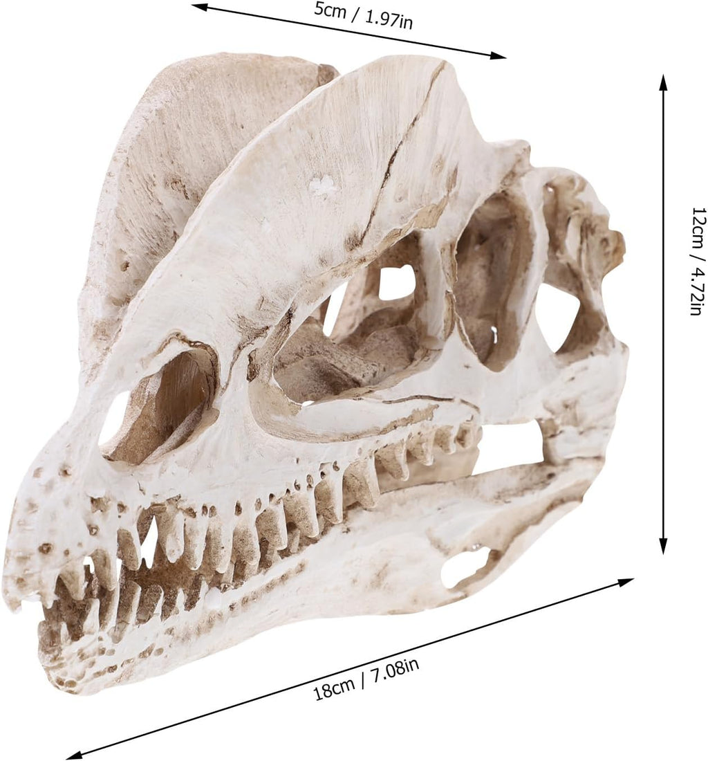 NUOBESTY Resin Dinosaur Skeleton Aquarium Decoration Dinosaur Skull Skeleton Ornament Fish Tank Aquarium Terrarium Decoration