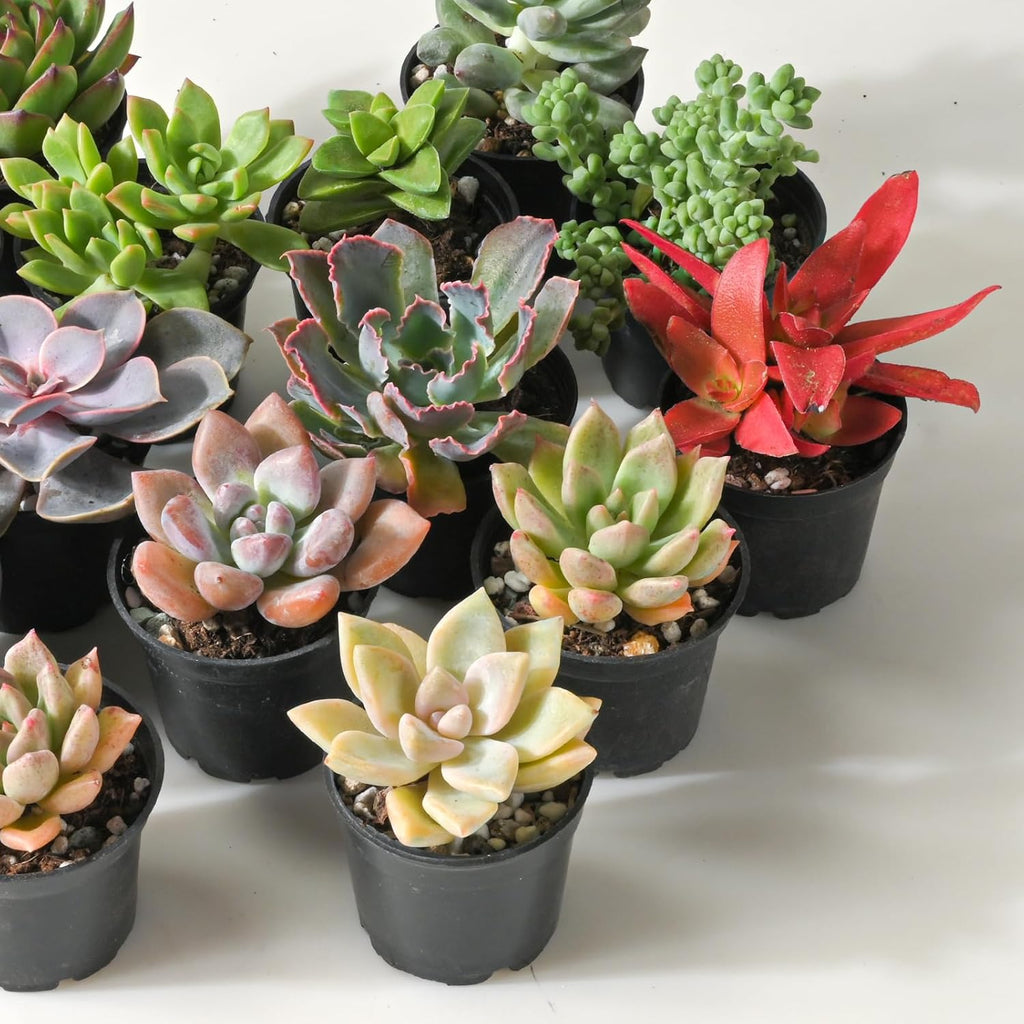 Sprout N Green Live Succulent Plants, 30 Pack Assorted Real Succulents Potted in 2" Starter Pot with Soil Mix, Rare Small Indoor House Plants for Home Garden Wedding Decor Party Favor