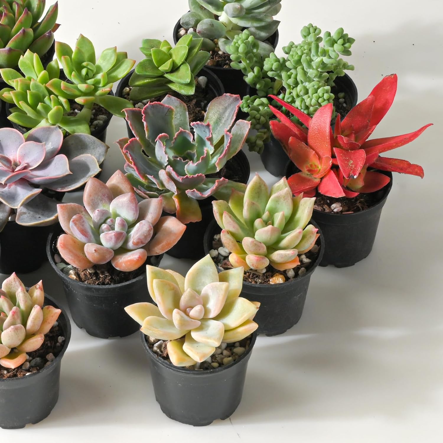Sprout N Green Live Succulent Plants, 30 Pack Assorted Real Succulents Potted in 2" Starter Pot with Soil Mix, Rare Small Indoor House Plants for Home Garden Wedding Decor Party Favor