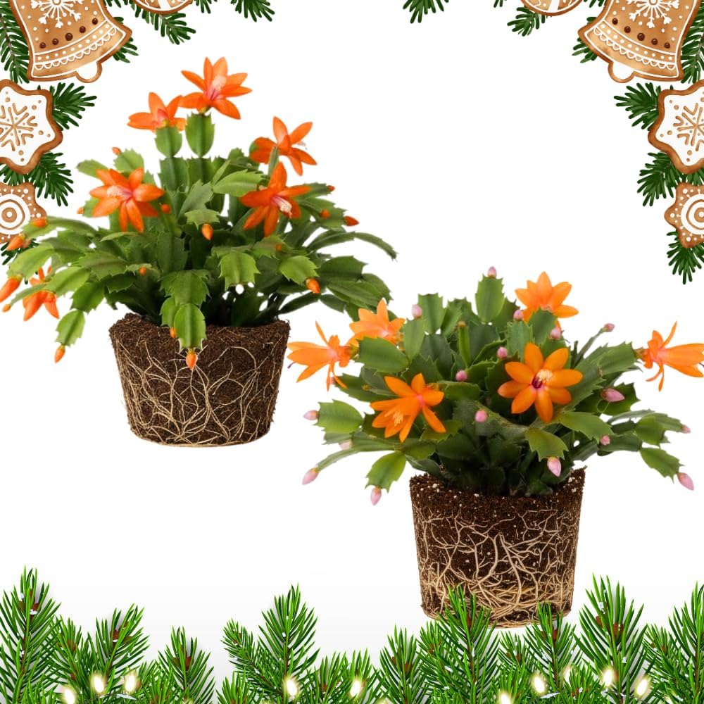 2 Orange Christmas Cactus Plants, Thanksgiving Cactus 3-6 Inch Tall, Winter Succulents Flowers Container Hanging Basket Indoor Outdoor Planting