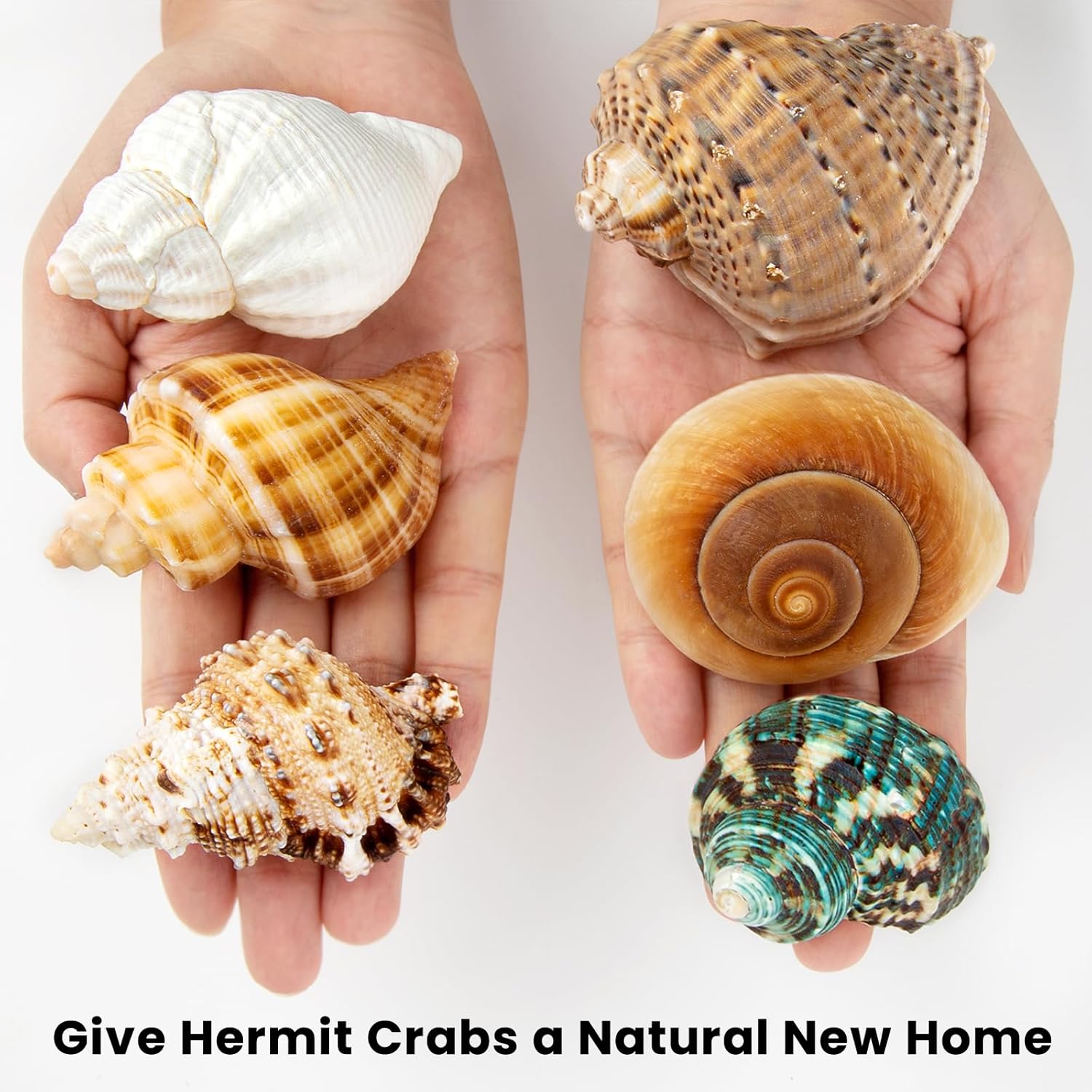 6PCS Medium Large Hermit Crab Shells | Natural Sea Conch Size 2.3" - 3.5", Opening Size 1" - 2.1" | Turbo Seashells for Hermit Crab Supplies and Beach Decoration Large Sea Shell