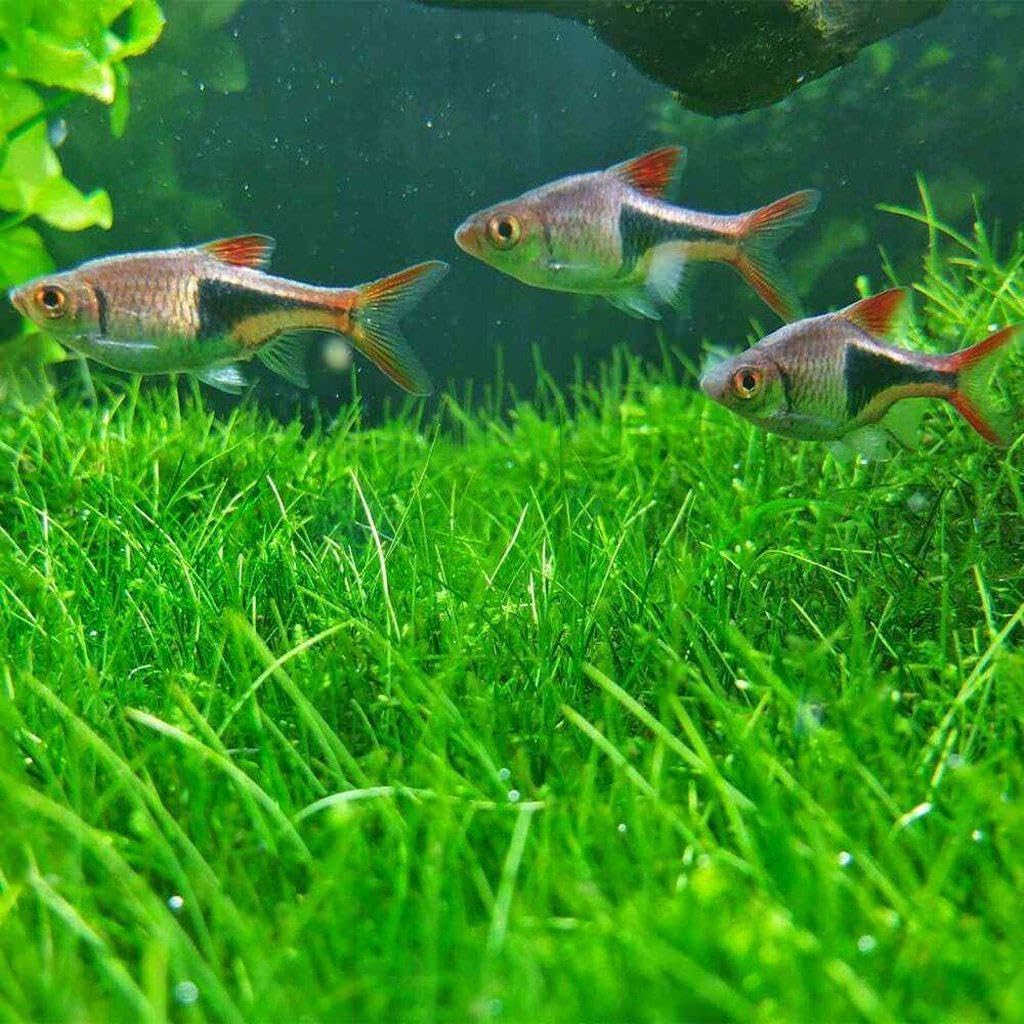 Freshwater Aquarium Decor, Easy Growing Dwarf Carpet for Fish Tank/Terrarium, Natural Aquatic Plant Growth Material – 1 Pack (Short Hair)