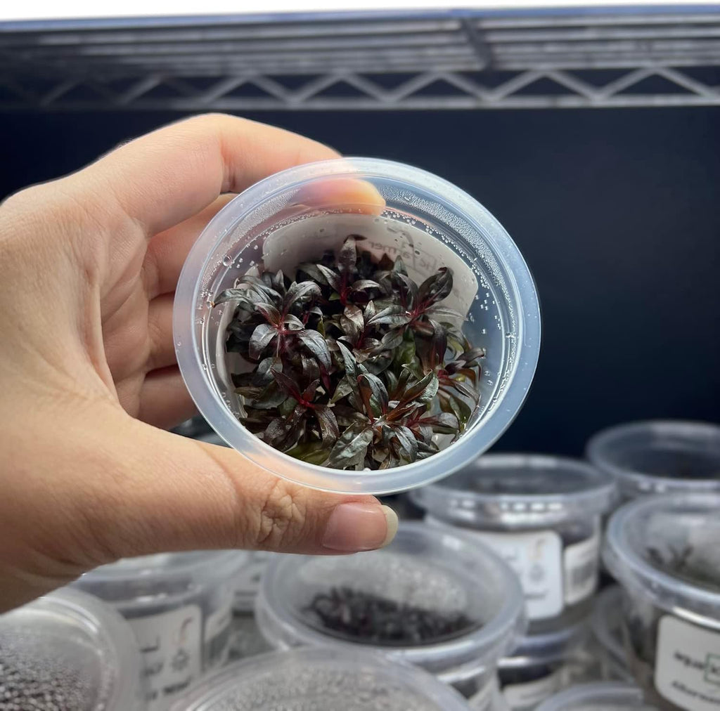 SubstrateSource Live Plant - Alternanthera Reineckii 'Mini' Red Stem Tissue Culture Aquatic Live Aquarium Plant - 100% Snail Free in Vitro Cup (AR Mini)
