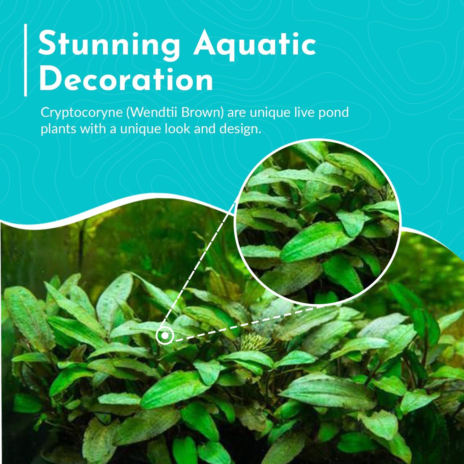 Cryptocoryne (Wendtii Brown) - Different Coloration - Aquascaping Plant - MidGround Positioning - All Natural & Organic Aquatic Plant - Long Lasting & Easy to Care - Small