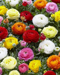 Amazing Deal (15 Pack) Double Dutch Buttercup Mixed Perennial Flower Bulbs - Magnificent Brightly Colored Double Blossom Rose-Like Flowers - Variety Ranunculus Pack - 1000's Sold