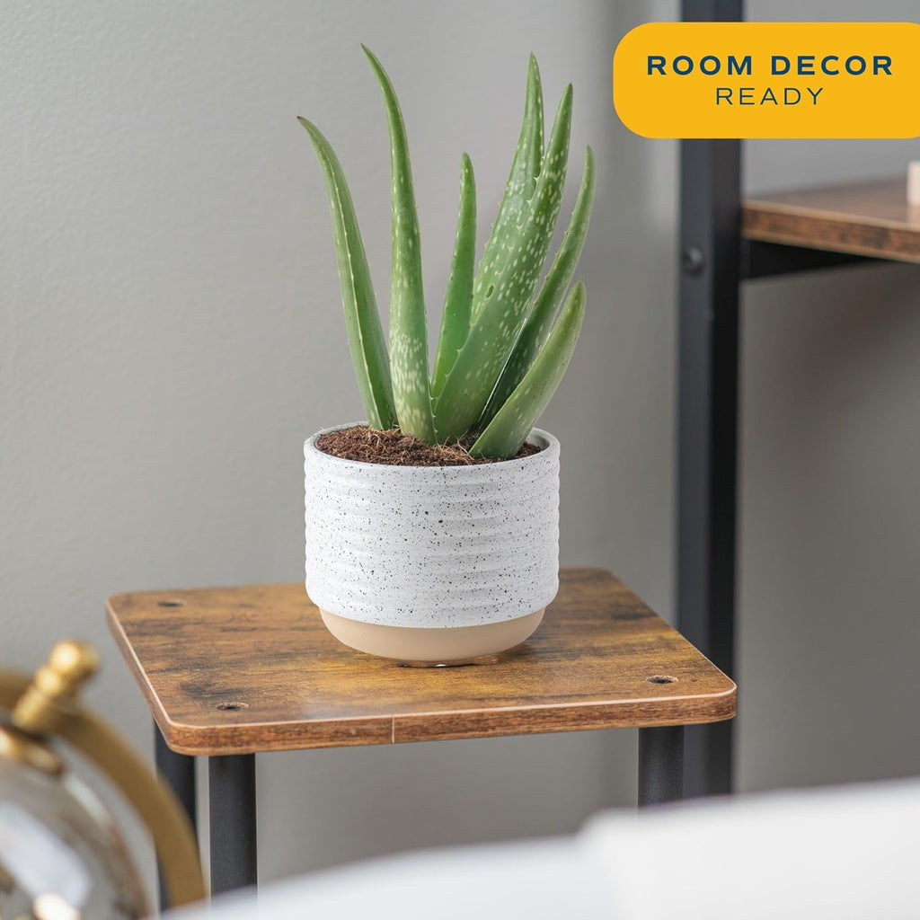 Costa Farms Aloe Vera (2 Pack), Live Succulent Plant, Easy Care Indoor Houseplant in Grower Pot, Natural Room Air Purifier in Soil, Living Room or Office Décor, New House Warming Gift, 7-Inches Tall