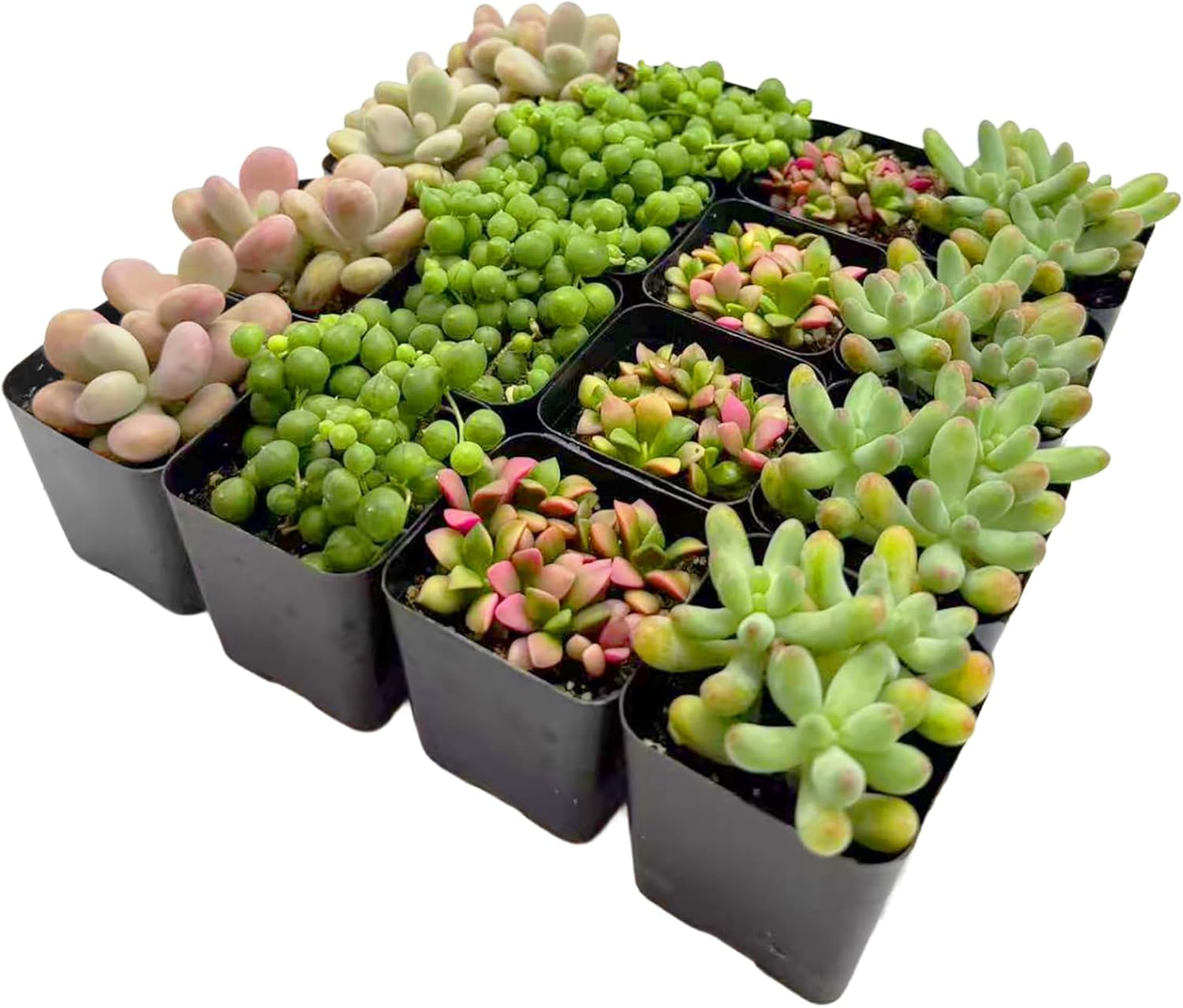 2 Inch Assorted Succulent Plants - Live Mixed Rosette & Unique Succulent Variety Pack, Healthy Rooted Succulents for Indoor/Outdoor Decor, Terrarium, DIY Garden & Gift (16-Pack)