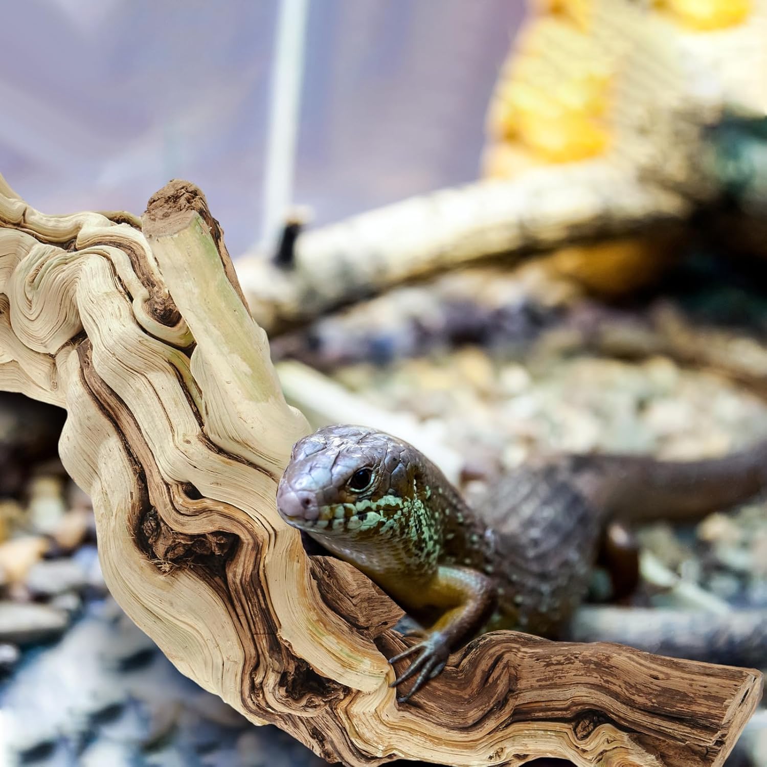 Janinka 10-12" Length Large Wood Reptile Branch for Bearded Dragon Driftwood Reptile Climbing Habitat Decoration for Terrarium Tree Trunk Ornament Gecko Frog Chameleon Spider