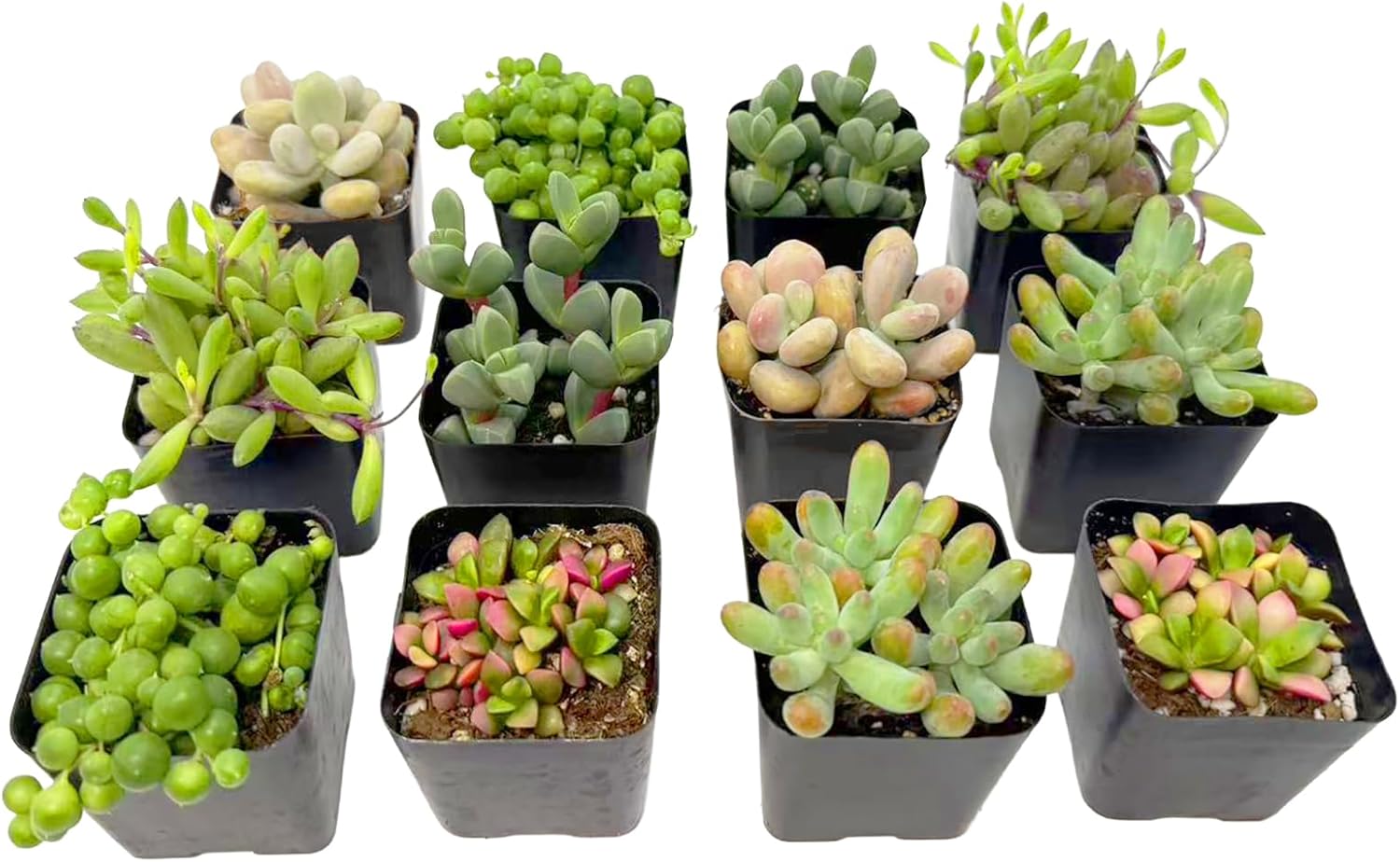 2 Inch Assorted Succulent Plants - Live Mixed Rosette & Unique Succulent Variety Pack, Healthy Rooted Succulents for Indoor/Outdoor Decor, Terrarium, DIY Garden & Gift (12-Pack)