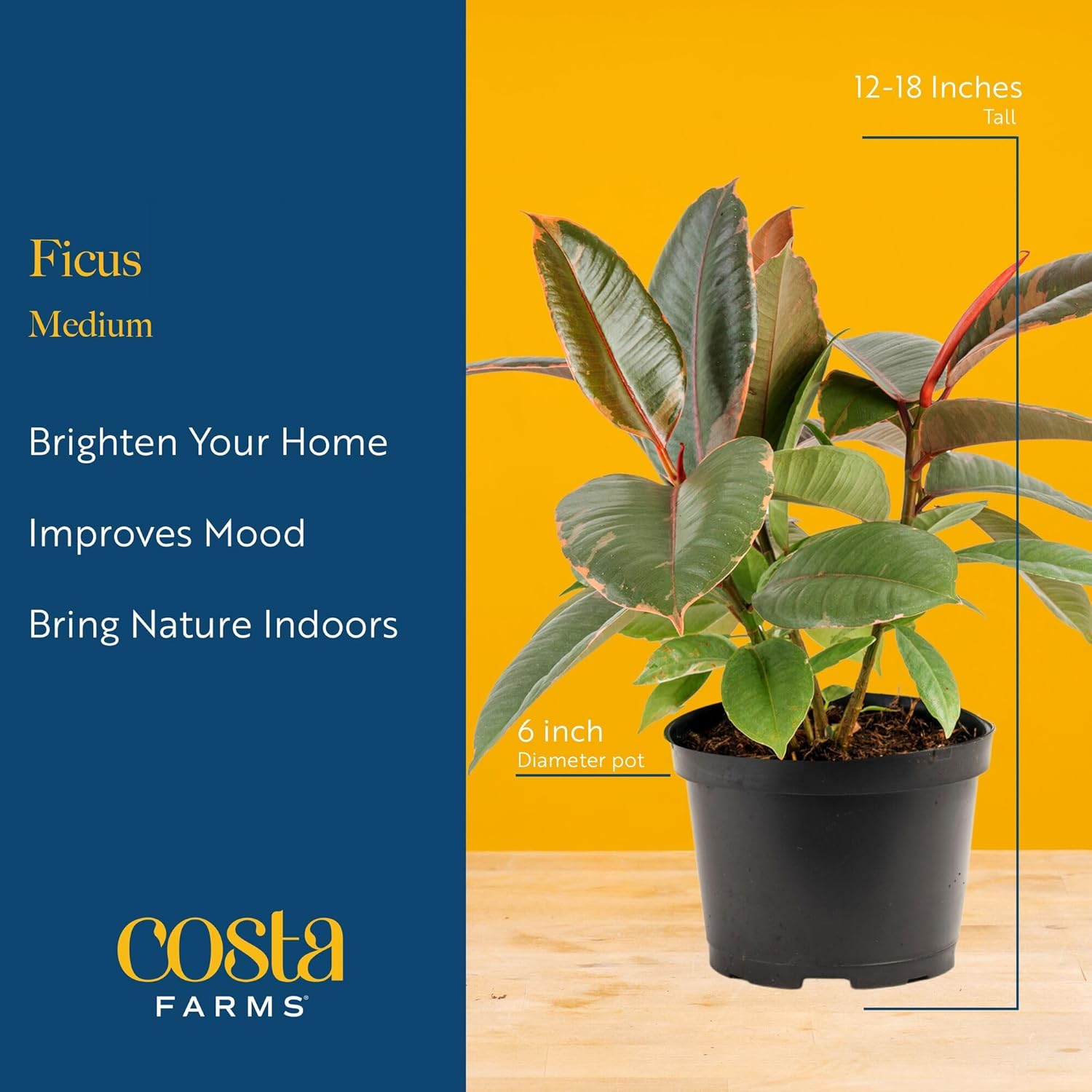 Costa Farms Ficus Live Plant in Decorative Pot, Indoor Houseplant, Assorted Variety, Home, Room, or Office Decor, Great House Warming or Birthday Gift, 12-18 Inches Tall