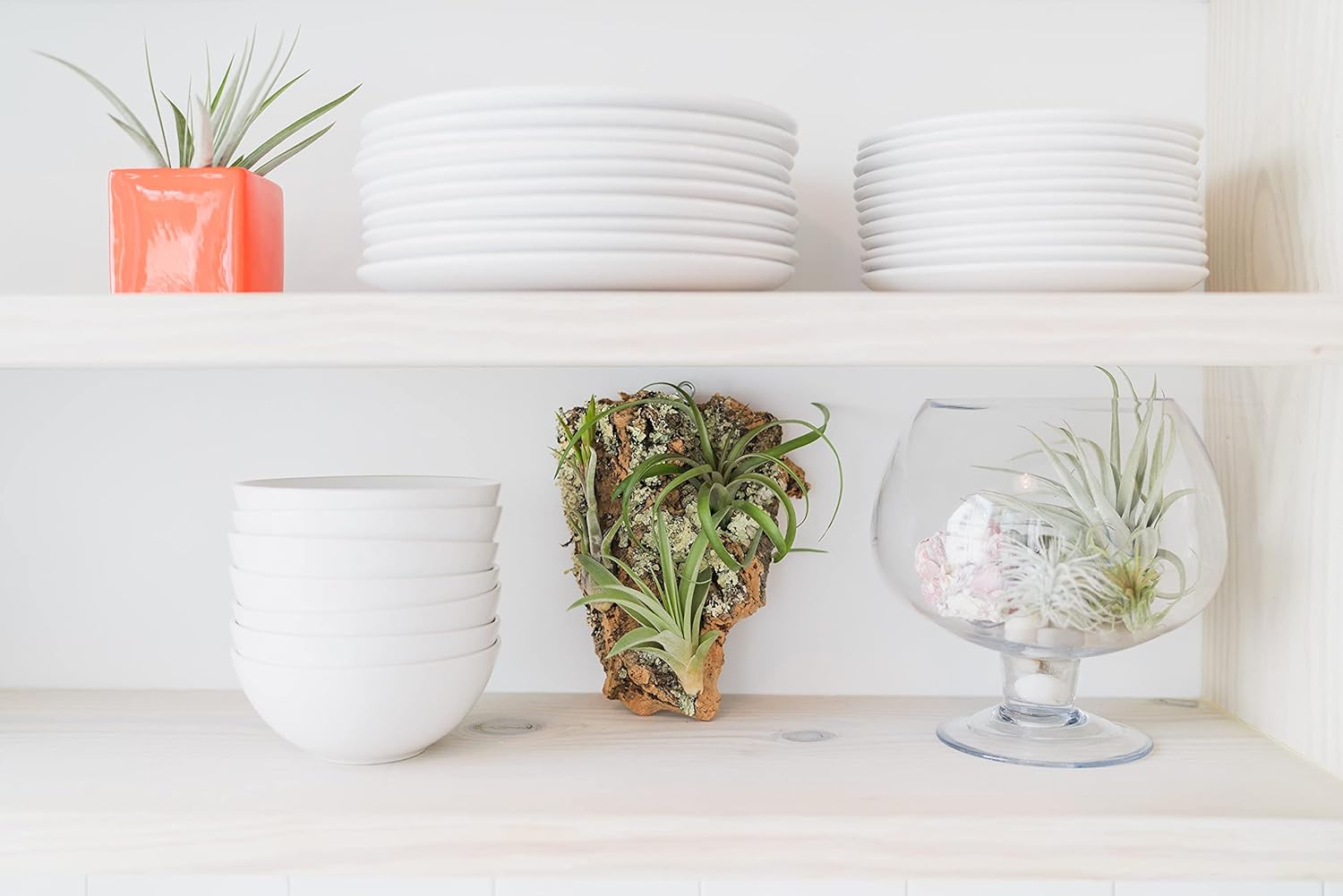 Small Natural Cork Bark DIY Kit with Three Assorted Air Plants, Glue and Hook- Live Tillandsia Succulent House Plant - Wholesale and Bulk- Home and Garden Decor-Easy Care Indoor and Outdoor Plants