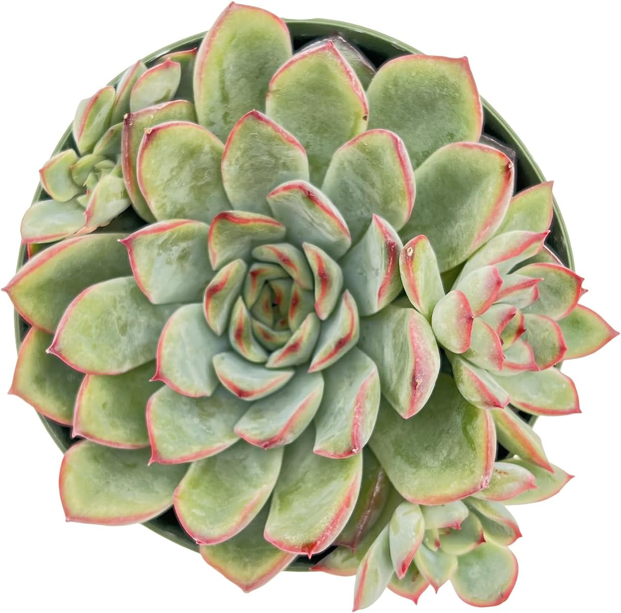 Live Succulent Plants Echeveria 'Pulidonis', Easy Care Potted Succulents in 4" Pots, Indoor Houseplant, Unique Gifts, Home Office Décor