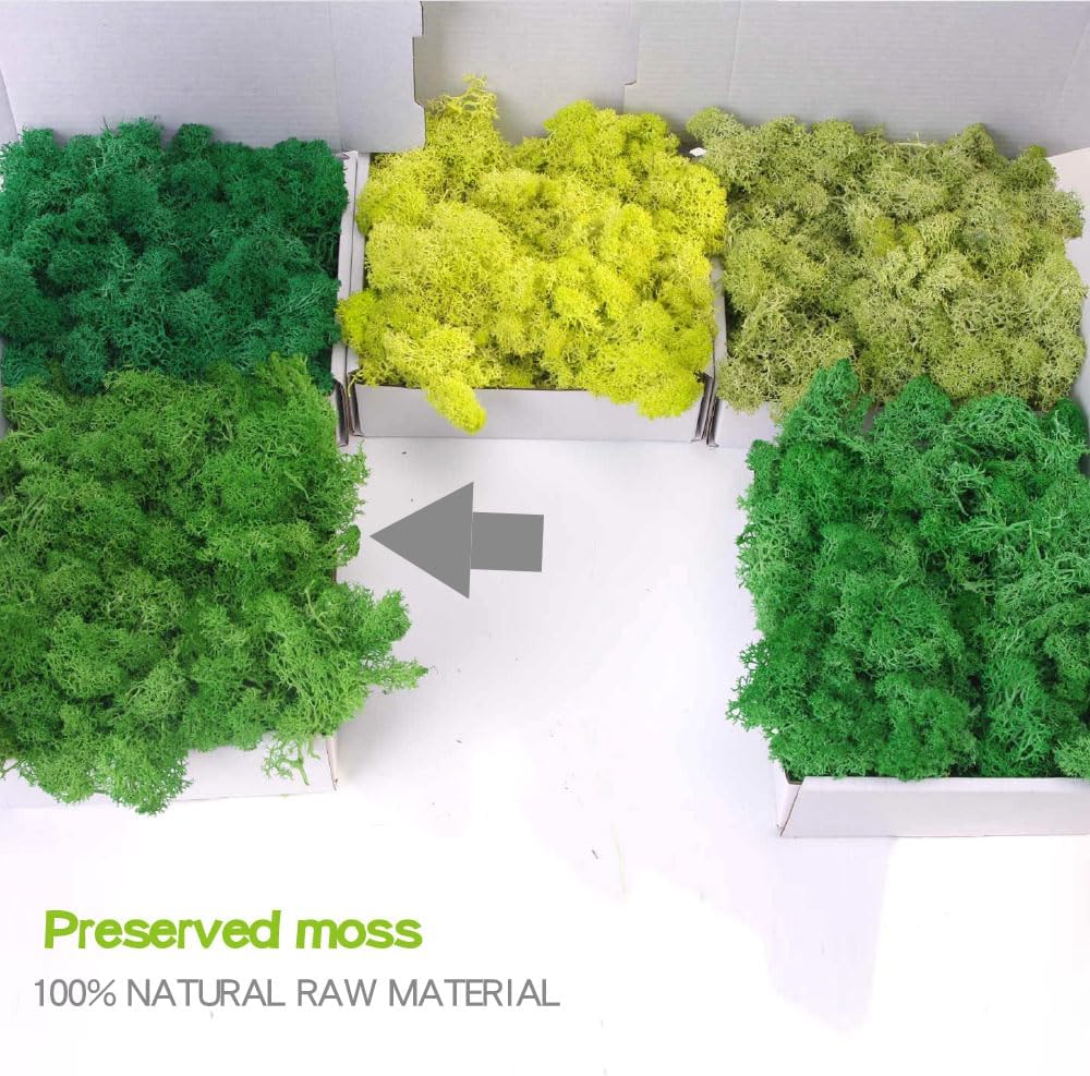 Preserved Moss-3.5 OZ Moss for Crafts Faux Moss Decor Natural Green Moss for Art Wall Florist Decor(Green 3.5 OZ)