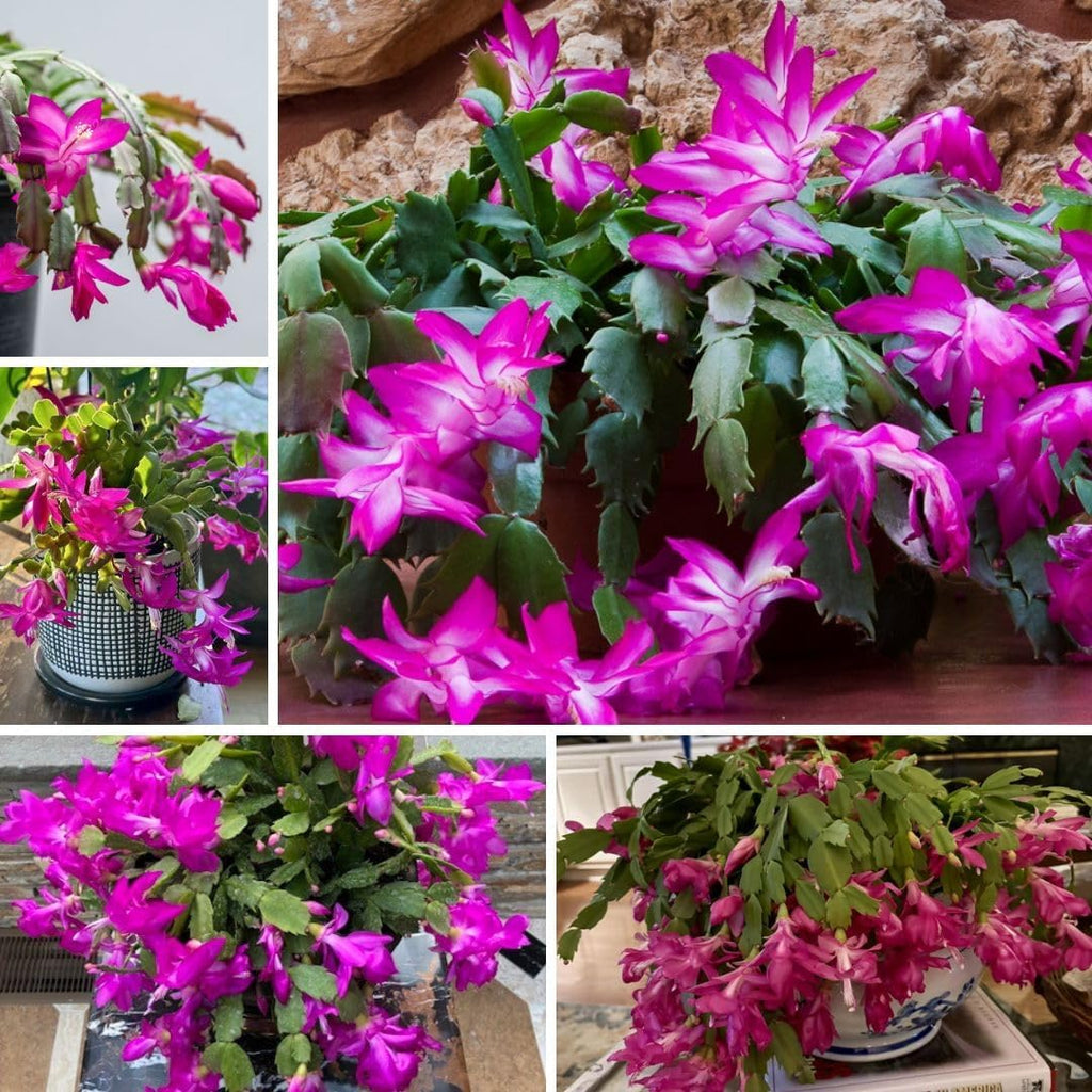 Christmas Cactus Live Plant 4 inch Pot, Christmas Flower Plant, Flower Succulents Plants, Holiday Christmas Cactus for Planting (Pink Christmas Cactus)