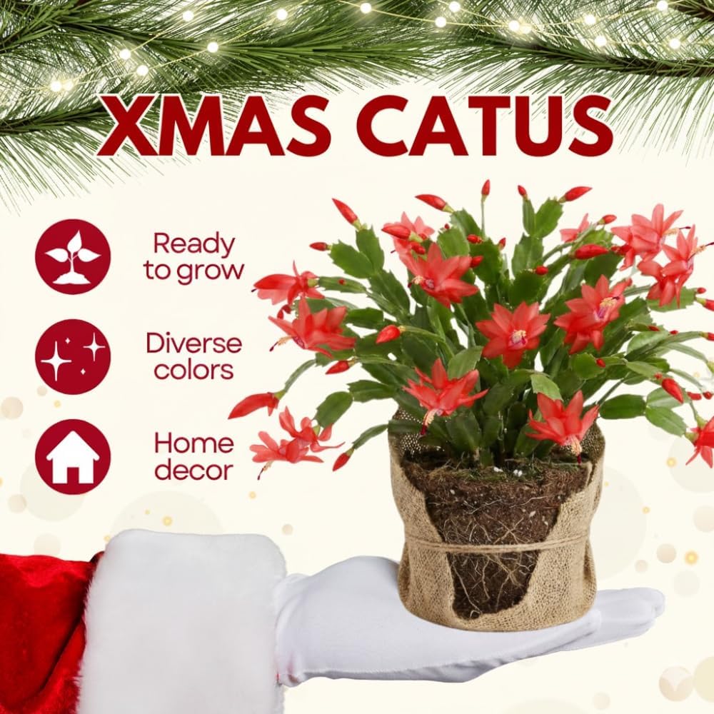 Red Christmas Cactus Plant, Well Rooted Flowering Cactus Live in 4'' Pot, Indoor Outdoor Planting