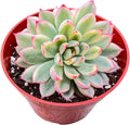 Live Succulent Plants (Echeveria Mebina Variegated), Easy Care Houseplant for Home and Office Decor, Great Gift for Housewarming, Birthday, Thanksgiving