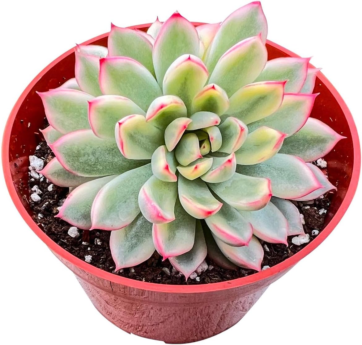 Live Succulent Plants (Echeveria Mebina Variegated), Easy Care Houseplant for Home and Office Decor, Great Gift for Housewarming, Birthday, Thanksgiving