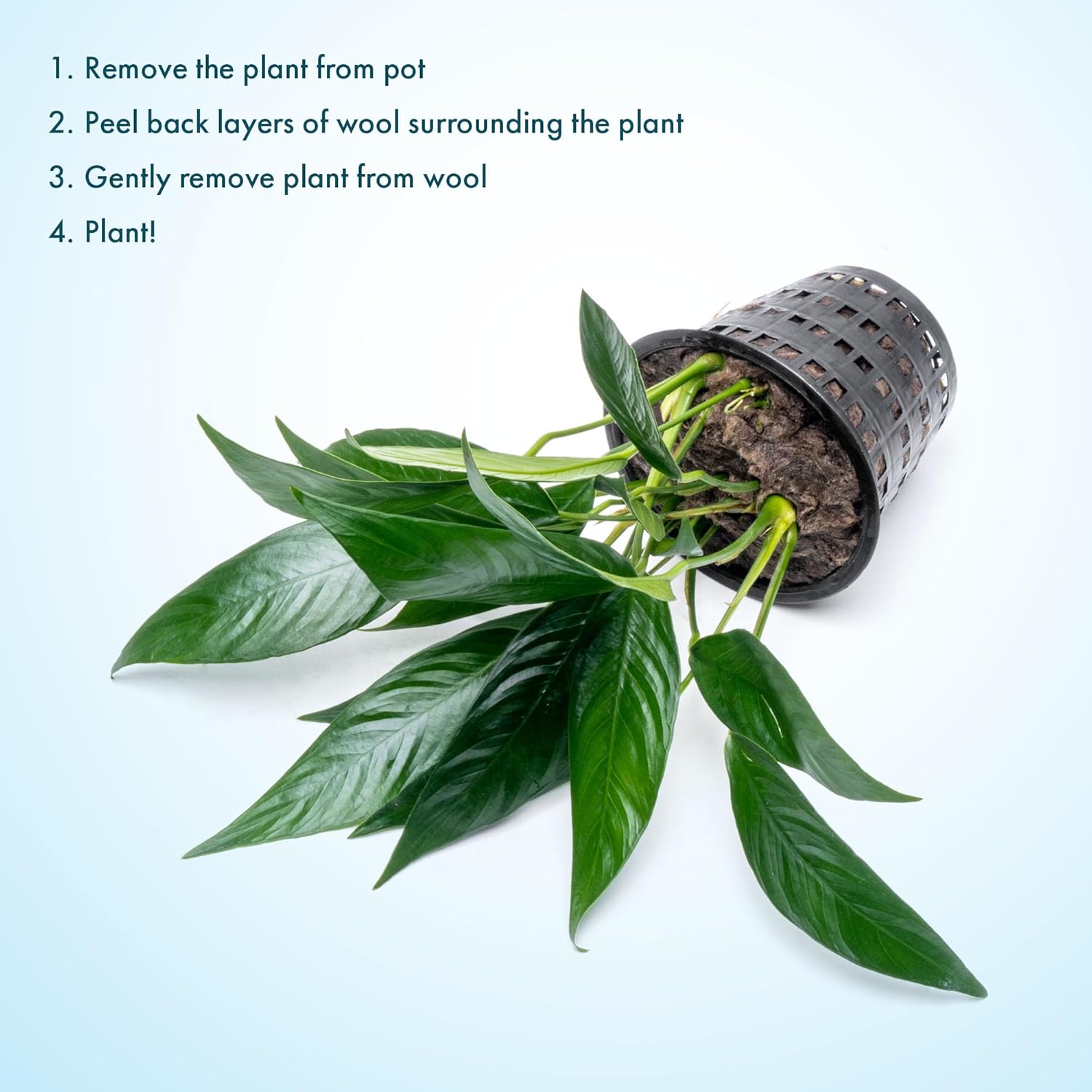 SubstrateSource Anubias Live Aquarium Plants - Potted Freshwater Plant for Fish Tanks, Terrariums - Beginner Friendly Low Light (Minima, Mother Plant)