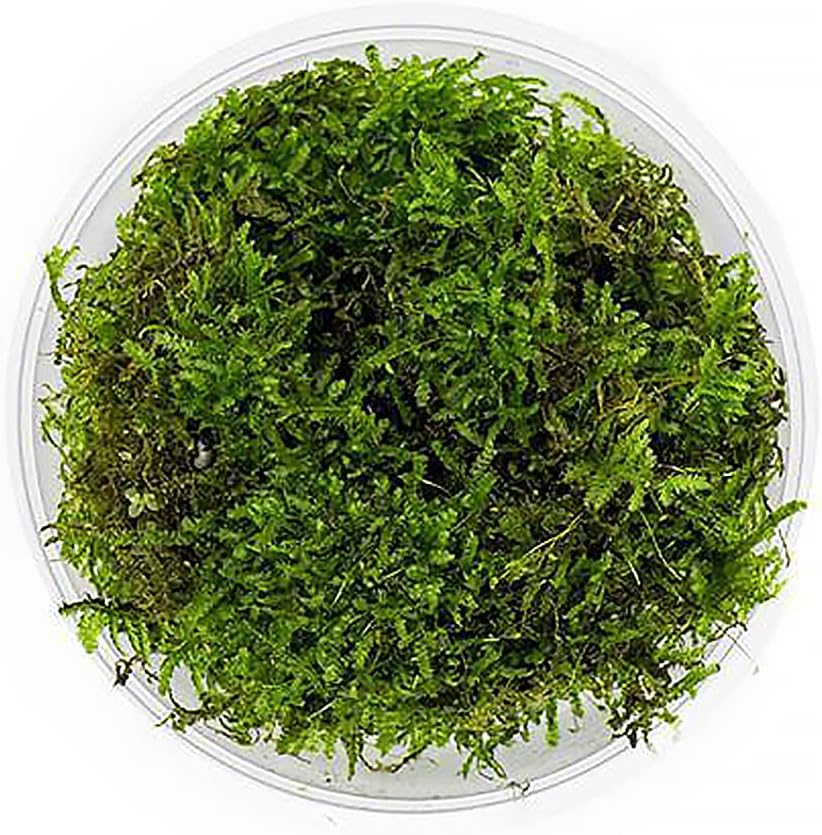 SubstrateSource Christmas Moss Live Aquarium Plant - Freshwater Fish Tank Decorations for Natural Aquatic Décor (Large Cup)