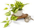 Kurrajong Farmhouse Light Green Fake pothos Plant | Fake Plant for Shelf Decor | Artificial Trailing Ivy Plant with 5" Wide x 3.5" high Ceramic Pot | Faux pothos | Feaux Pothos