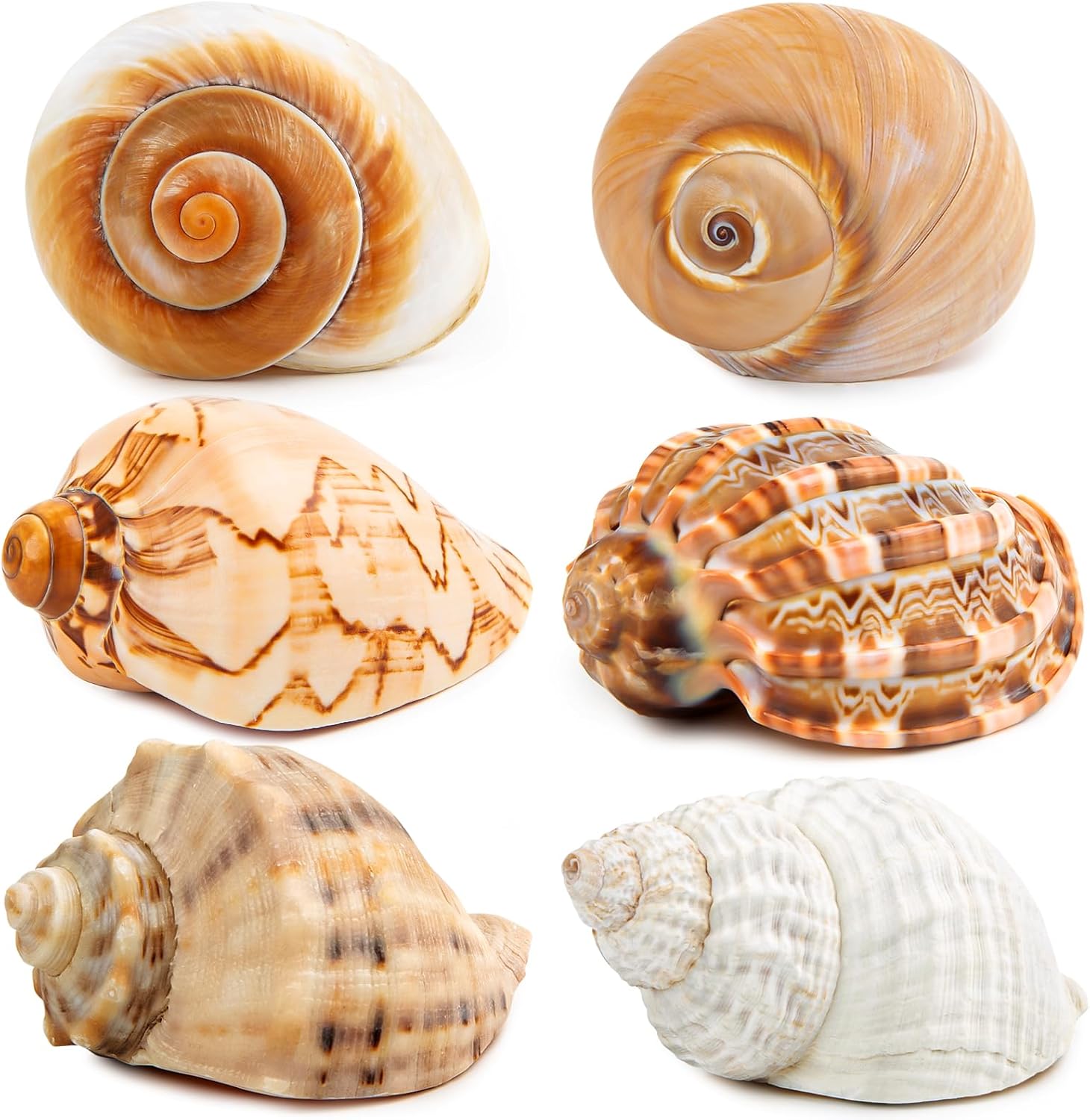 6PCS Large Hermit Crab Shells | Natural Sea Conch Size 3" - 3.5", Opening Size 1.5" - 2.5" | Turbo Seashells for Hermit Crab Supplies and Beach Decoration Large Sea Shell