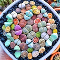Mix Lithops Succulents Plants Live Bulks, Pack 20 Corlorful Living Stones Lithops Live Plants, Beautiful Lithops Living Stones to Grow, Large Lithop Succulents Cactus Garden