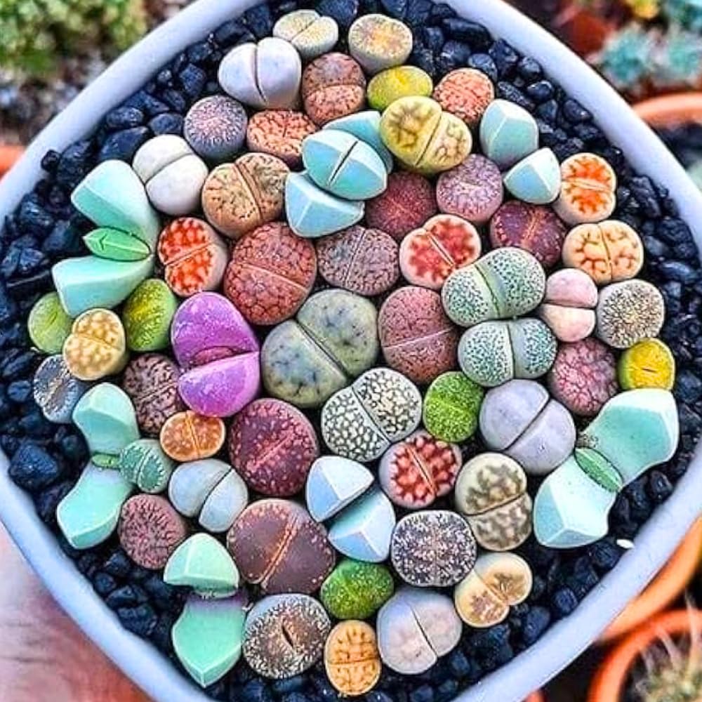 Mix Lithops Succulents Plants Live Bulks, Pack 20 Corlorful Living Stones Lithops Live Plants, Beautiful Lithops Living Stones to Grow, Large Lithop Succulents Cactus Garden