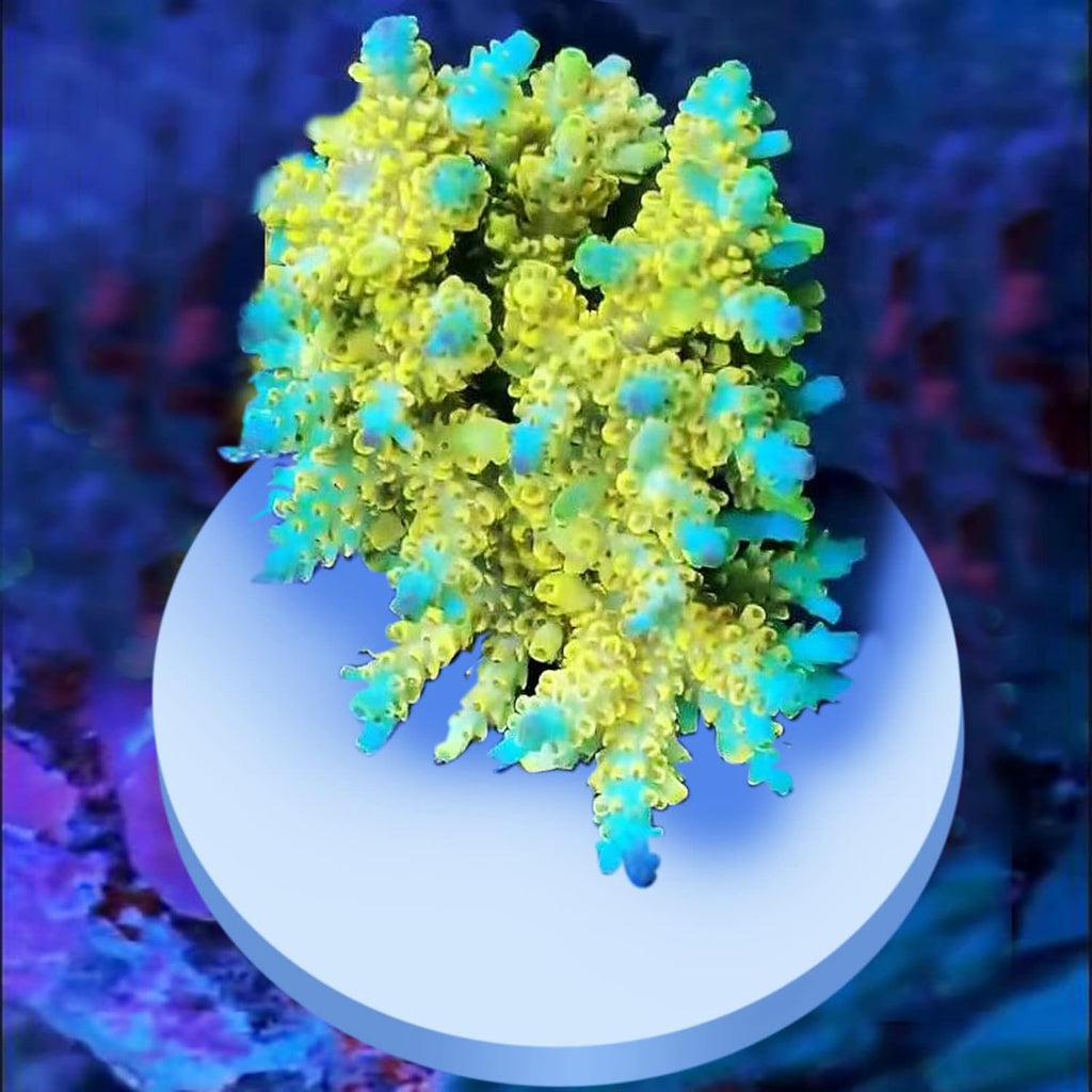 Ceramic White Coralline Coral frag Plugs Coral frag Base Round/Big Size Round/Hexagon (round70mm12pcs)