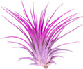 Rainbow Tillandsia Air Plant, Tillandsia Air Plant, Airplant, Air Purification, House Plant, Home Decor & Gift, Live Plant, Healthy Arrival Guarantee (Lavender/Pink)