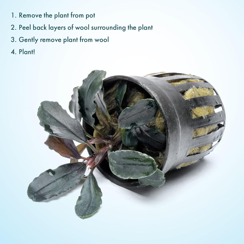 SubstrateSource Bucephalandra Rainbow Marble Potted Live Aquarium Plant - Natural Freshwater Fish Tank Decorations, Aquatic Décor