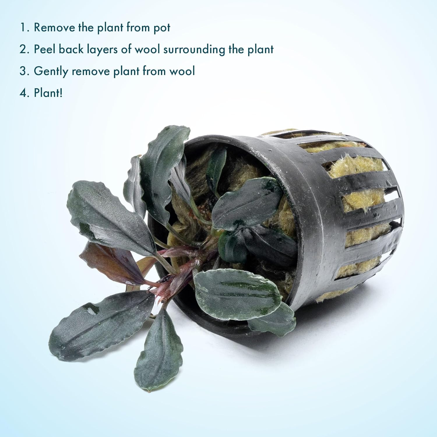 SubstrateSource Bucephalandra Rainbow Marble Potted Live Aquarium Plant - Natural Freshwater Fish Tank Decorations, Aquatic Décor