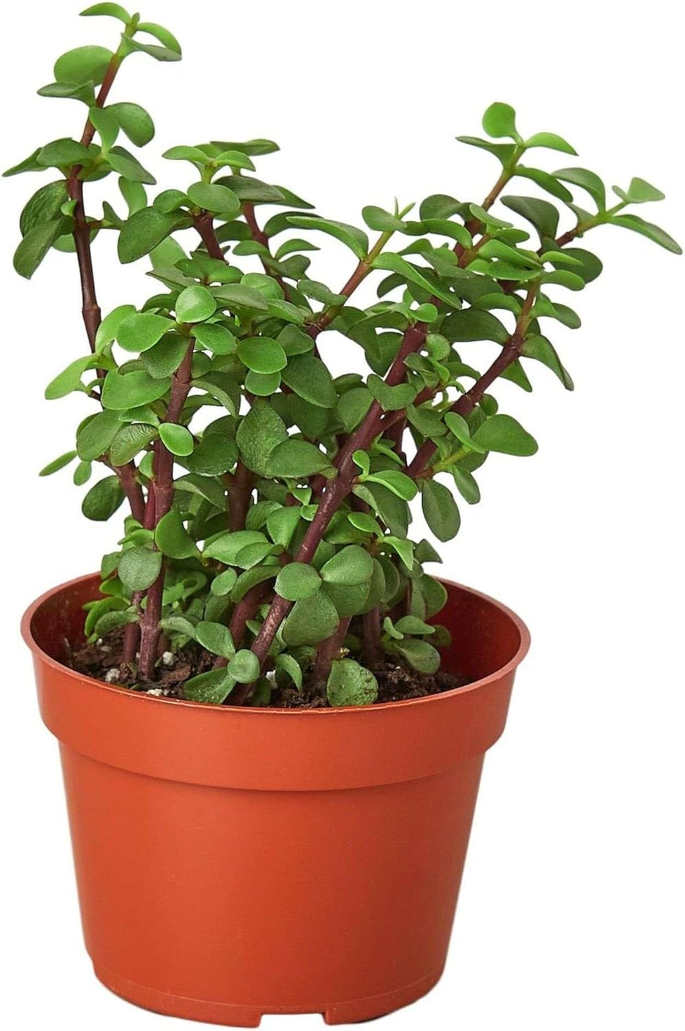 Succulent Elephant Bush Live Plant for Indoor | Different Houseplants in 4'' & 6'' Pot | Real House Plant for Living Room, Office, Desk & Bathroom | Portulacaria Afra