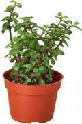 Succulent Elephant Bush Live Plant for Indoor | Different Houseplants in 4'' & 6'' Pot | Real House Plant for Living Room, Office, Desk & Bathroom | Portulacaria Afra