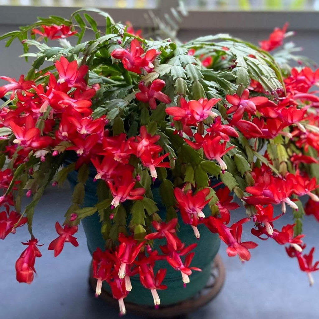 Christmas Cactus Live Plant 4 inch Pot, Christmas Flower Plant, Flower Succulents Plants, Holiday Christmas Cactus for Planting (Red Christmas Cactus)