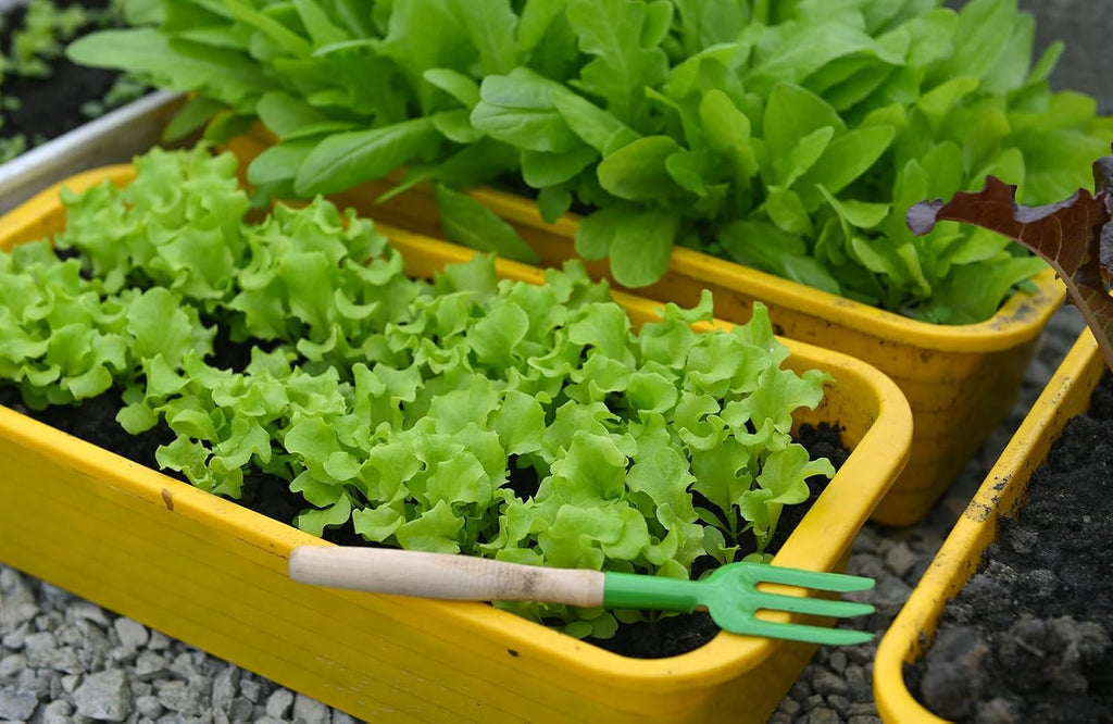 Gardenera Premium Potting Soil Blend for Lettuce Iceberg - The Ultimate Mix for Healthy, Vibrant, and Crisp Lettuce - 20 Quart