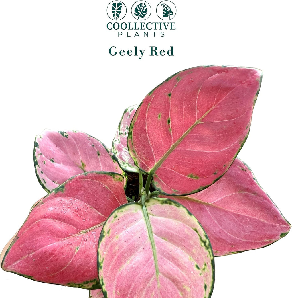 CoollectivePlants Aglaonema Geely Red – Live Plant in 4″ Grower’s Pot, Deep Red Variegated Chinese Evergreen, Easy Low Light Indoor Houseplant - Includes UniHeat Pack for Winter Protection