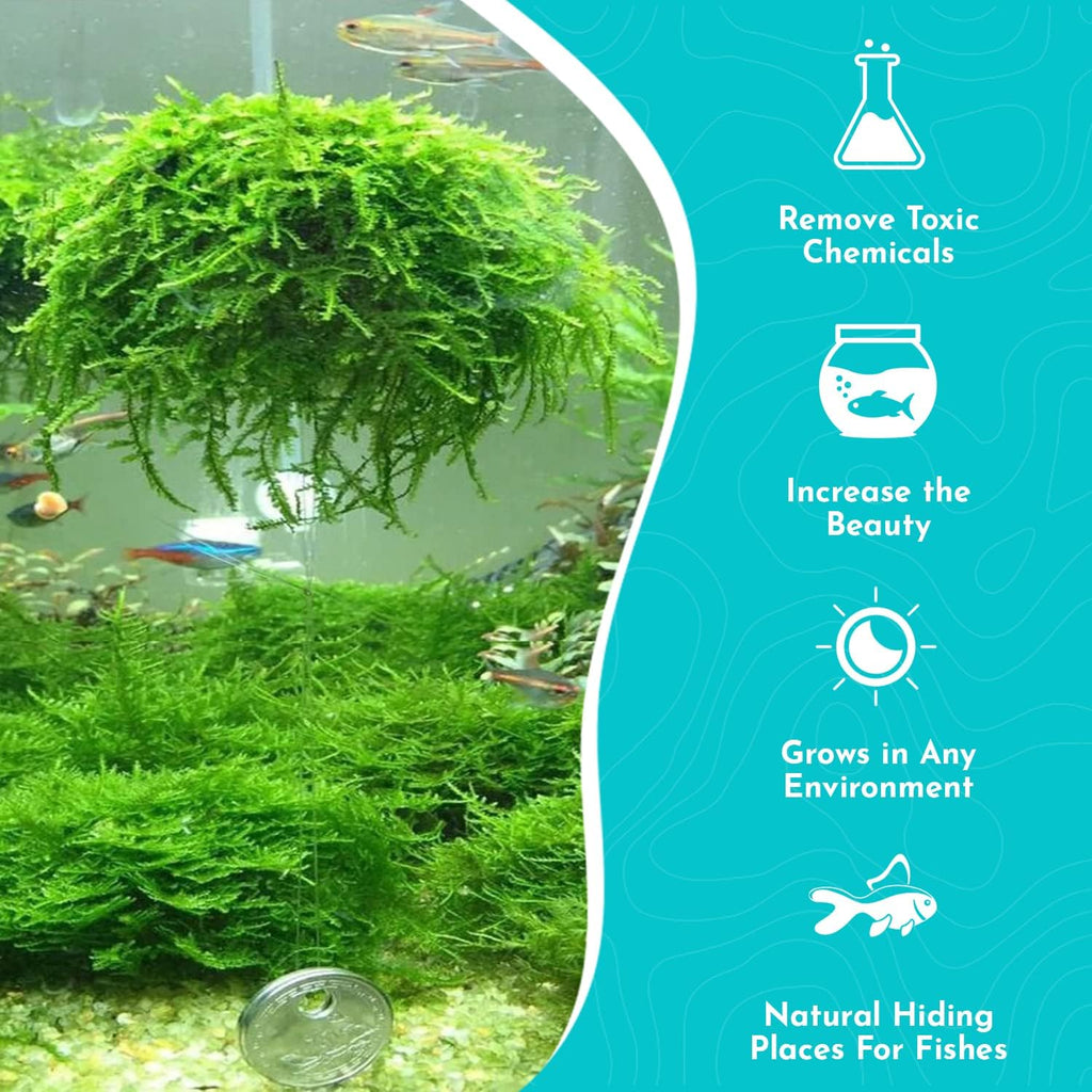 Java Moss Taxiphyllum Barbieri Portion - Natural Resting Place - Ideal for Any Aquarium - Long Lasting & Easy to Care - Genuine Java Moss - Fast Growth