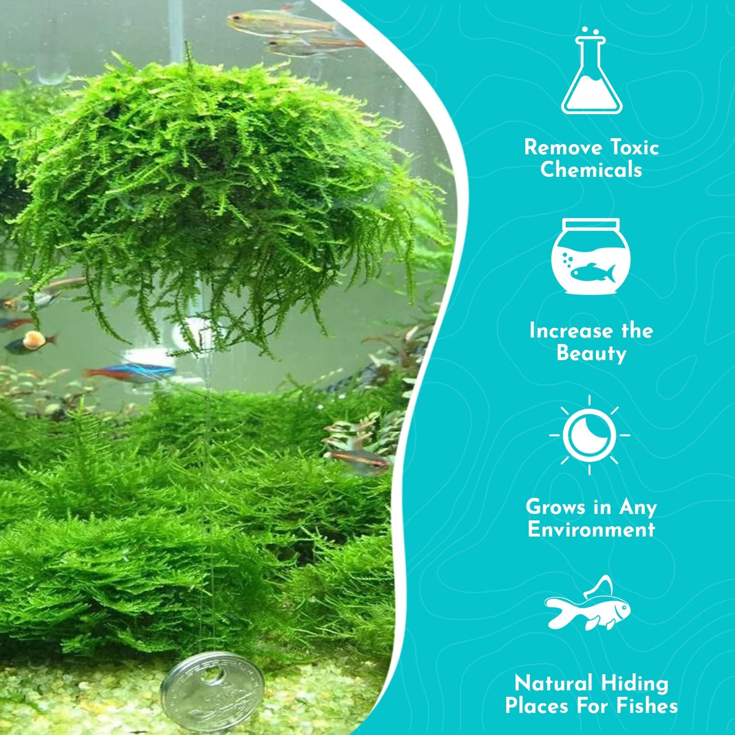 Java Moss Taxiphyllum Barbieri Portion - Natural Resting Place - Ideal for Any Aquarium - Long Lasting & Easy to Care - Genuine Java Moss - Fast Growth