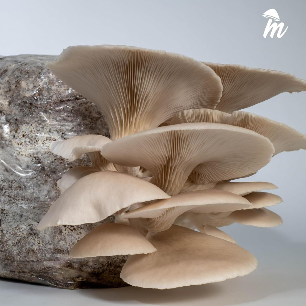 Mycelium Masters Mix Substrate | 6LB Sterilized Blend of Oak & Soy | Pre-Hydrated Hardwood Substrate for Wood-Loving Mushrooms - Shiitake, Lion's Mane, Oyster | Ideal for Indoor Monotub & Bag Grows