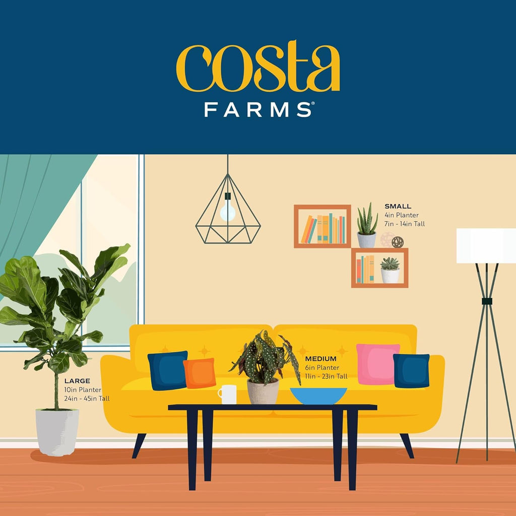 Costa Farms Dracaena Golden Heart Live Indoor Plant, Easy to Grow Houseplant in Modern Plant Pot, Potting Soil, Living Room, Home and Office Decor, Housewarming Gift, 2-3 Feet Tall