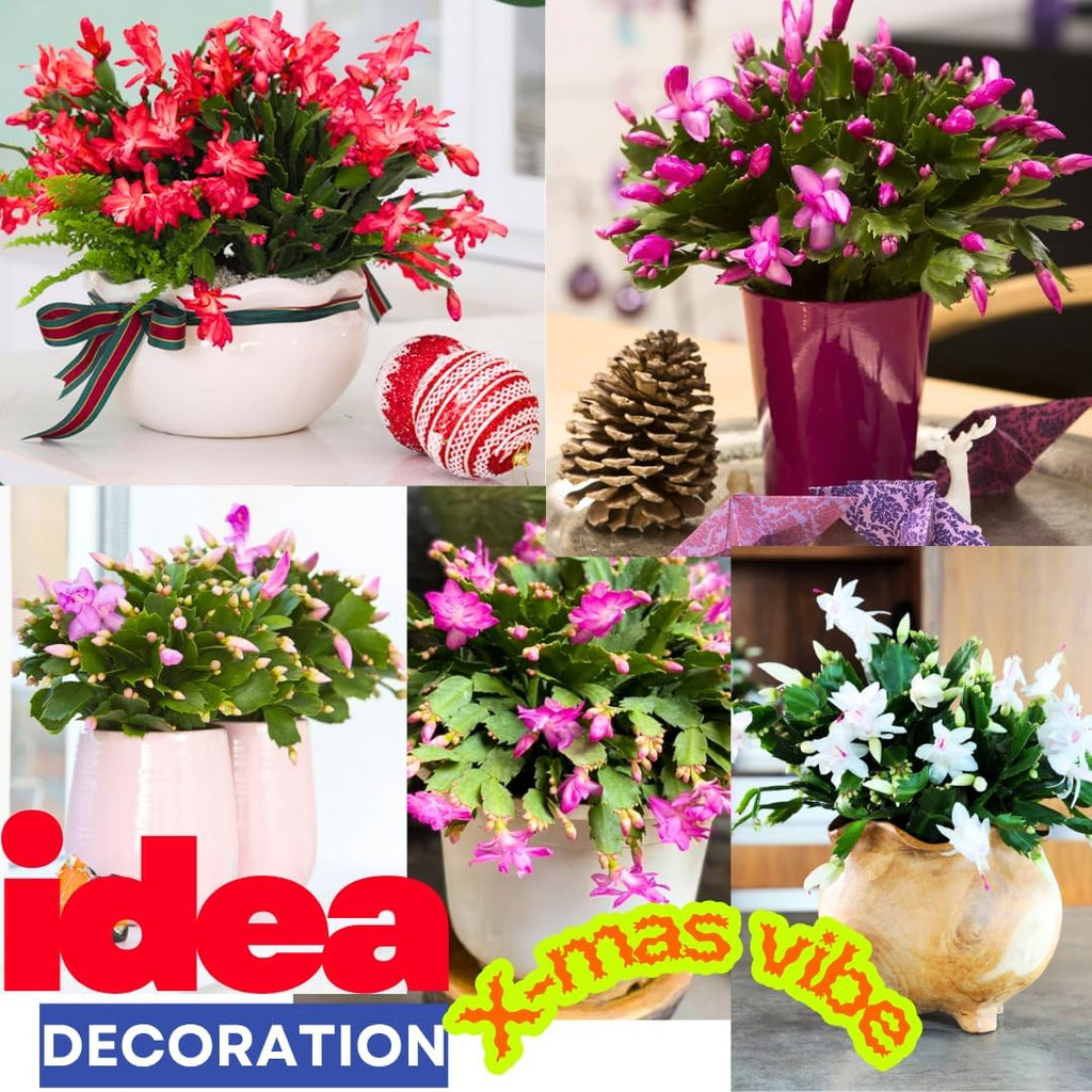 Christmas Cactus Plants Live, Thanksgiving Cactus Easter Cactus Like, 4-8 Inc Tall, Cold Hardy, Holiday Cactus for Indoor Outdoor Planting, Starter Size (Salmon)