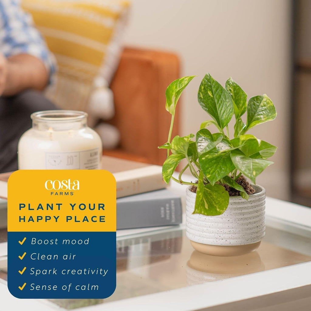 Costa Farms Pothos Live Plants (2-Pack), Easy Care Vining Live Indoor Houseplants, Air Purifier Trailing Plants Potted in Nursery Pots, Potting Soil, Gift for Office and Home Decor, 8-Inches Tall